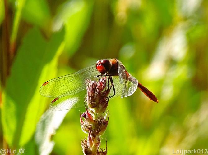 Leijpark013 12 september 2022