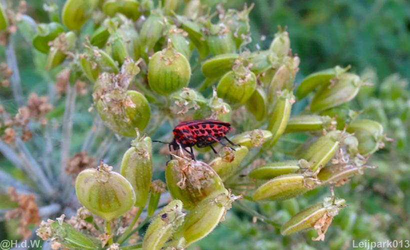 Leijpark013 12 september 2022