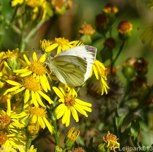 Leijpark013 12 september 2022