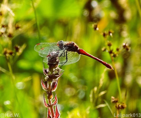 Leijpark013 12 september 2022