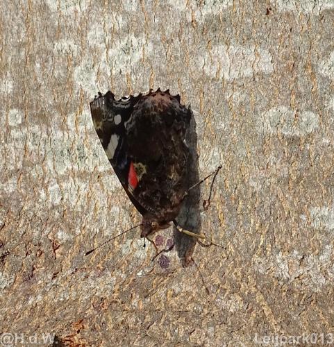 Leijpark013 12 september 2022