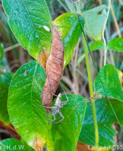 Leijpark013 12 september 2022