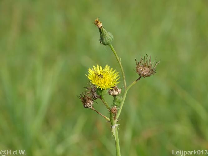 Leijpark013 12 september 2022