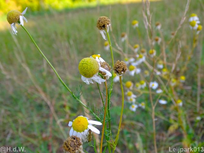Leijpark013 12 september 2022