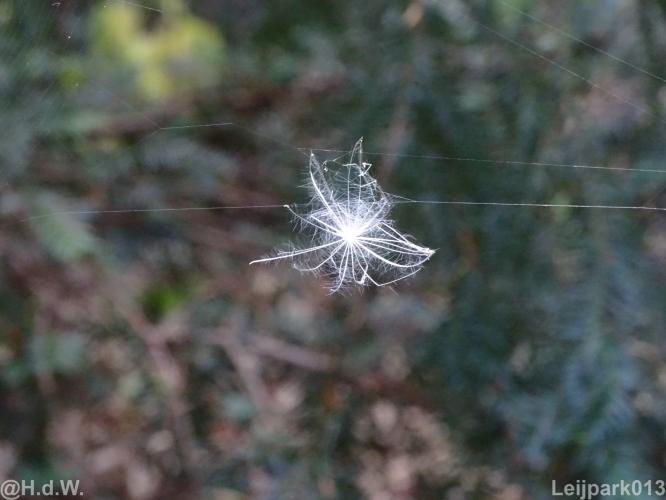 Leijpark013 12 september 2022