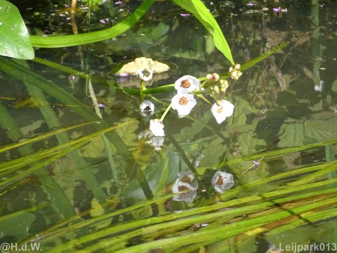 Leijpark013 12 september 2022