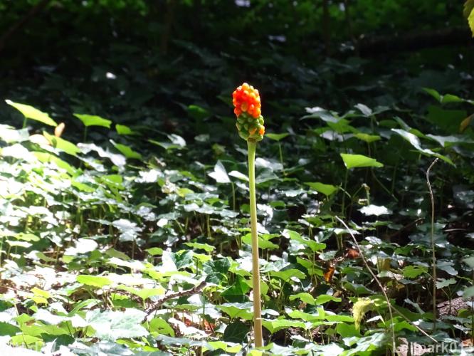 Leijpark013 12 september 2022