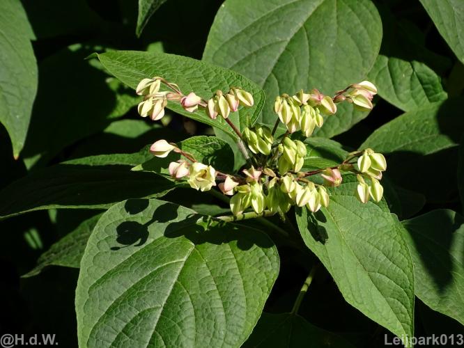 Leijpark013 12 september 2022