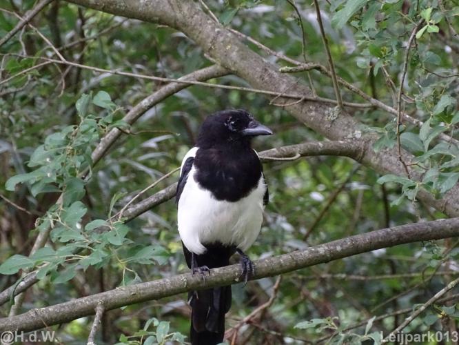 Leijpark013 12 september 2022