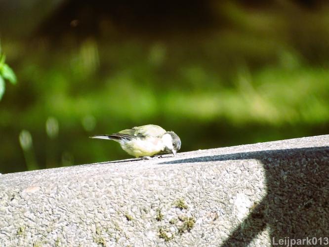 Leijpark013 12 september 2022