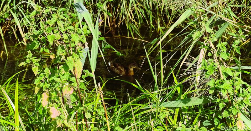 Leijpark013 12 september 2022