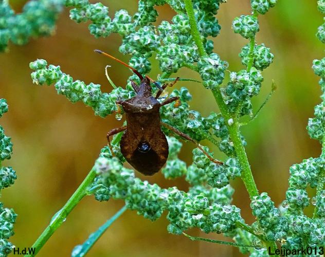 Leijpark013 12 september 2022