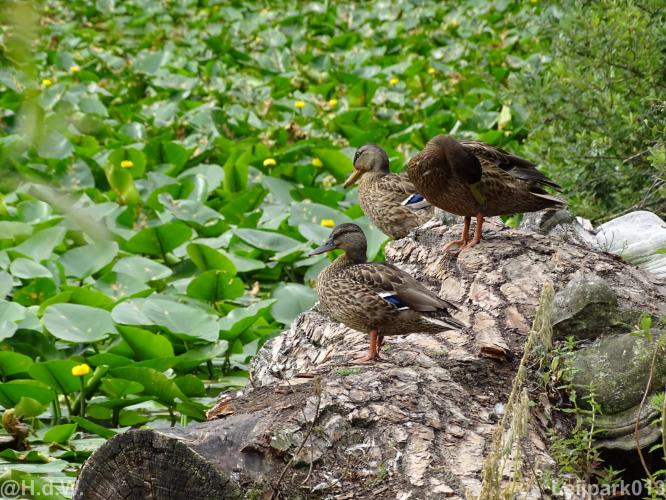 Leijpark013 12 september 2022