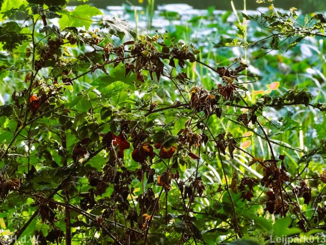 Leijpark013 12 september 2022