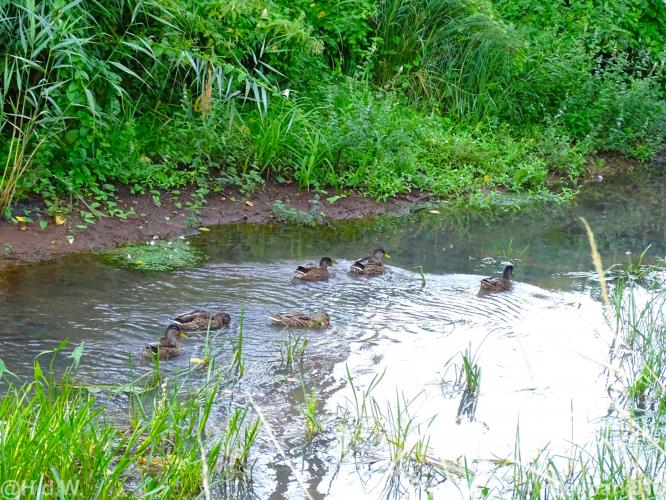 Leijpark013 12 september 2022