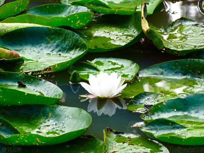 Leijpark013 12 september 2022