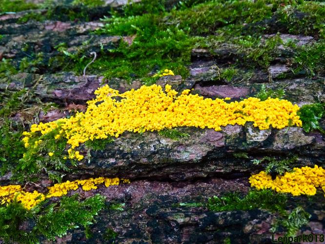 Leijpark013 12 september 2022