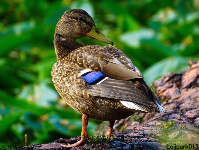 Leijpark013 12 september 2022