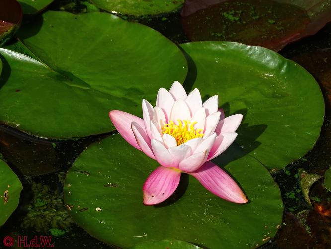 Sonsbeek park Arnhem 15-9-2022