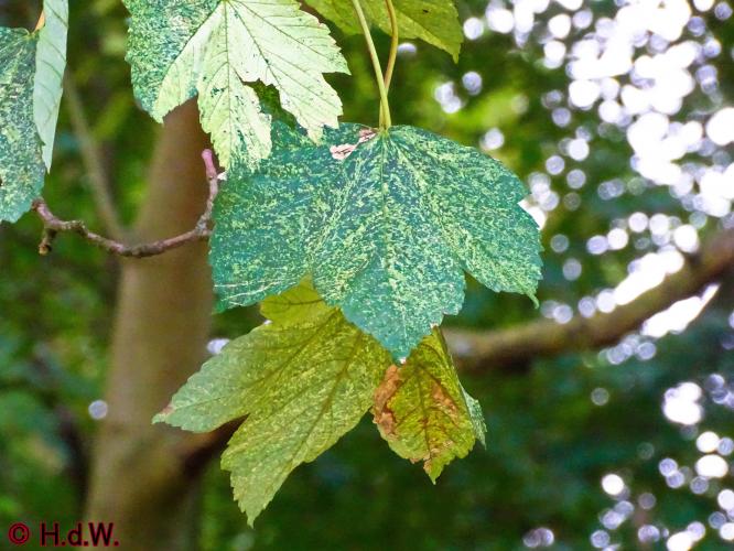 Sonsbeek park Arnhem 15-9-2022
