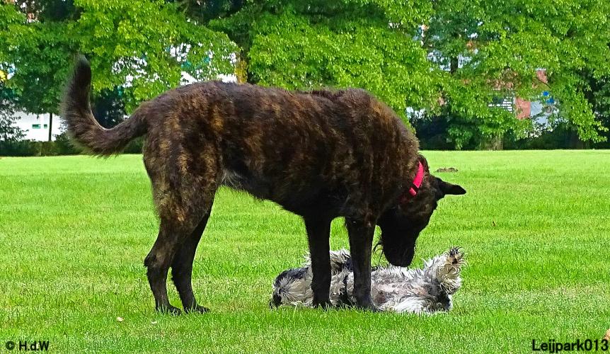 Leijpark013 Beestenboel 20 september 2022 