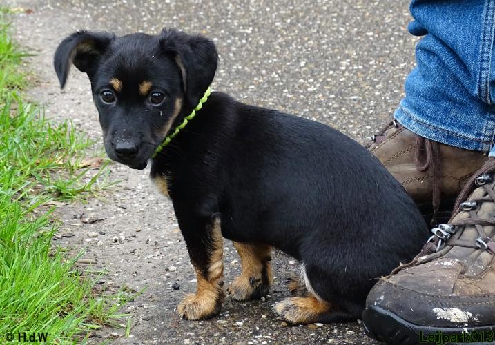 Leijpark013 Beestenboel 20 september 2022 