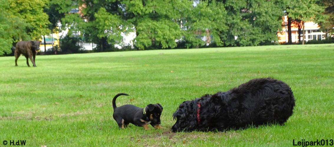 Leijpark013 Beestenboel 20 september 2022 