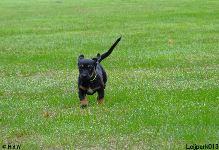 Leijpark013 Beestenboel 20 september 2022 