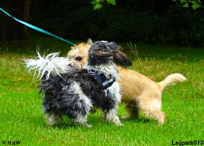 Leijpark013 Beestenboel 20 september 2022 