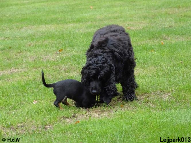 Leijpark013 Beestenboel 20 september 2022 
