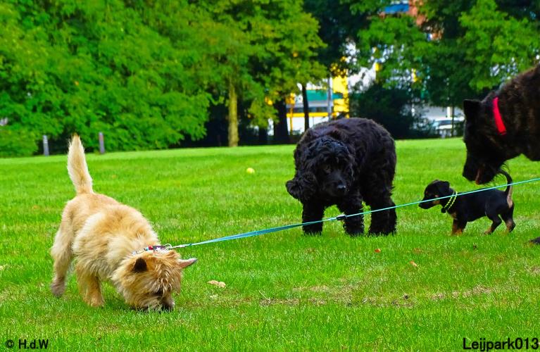 Leijpark013 Beestenboel 20 september 2022 