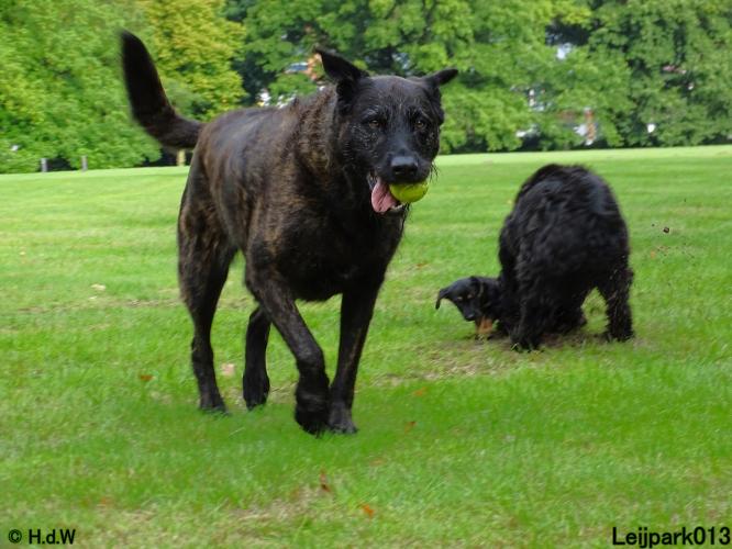 Leijpark013 Beestenboel 20 september 2022 