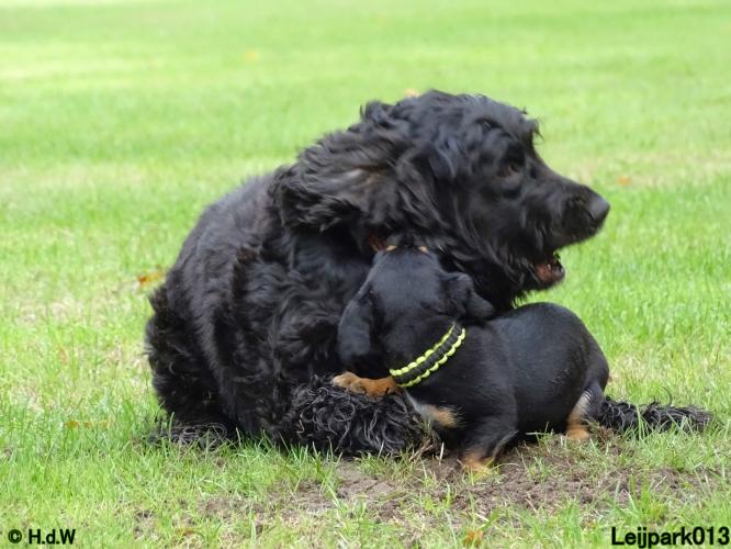 Leijpark013 Beestenboel 20 september 2022 