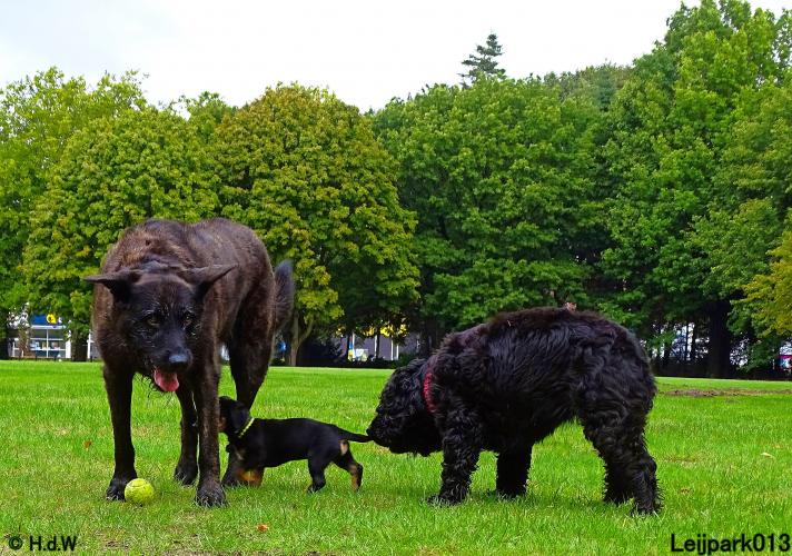Leijpark013 Beestenboel 20 september 2022 