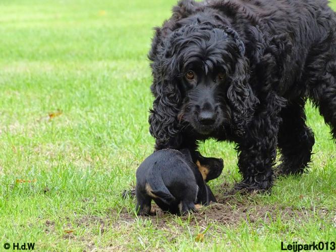 Leijpark013 Beestenboel 20 september 2022 