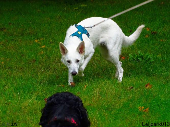 Leijpark013 Beestenboel 20 september 2022 