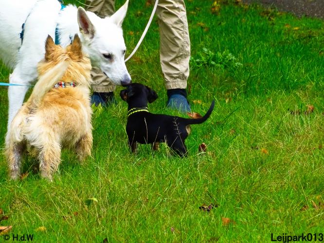 Leijpark013 Beestenboel 20 september 2022 