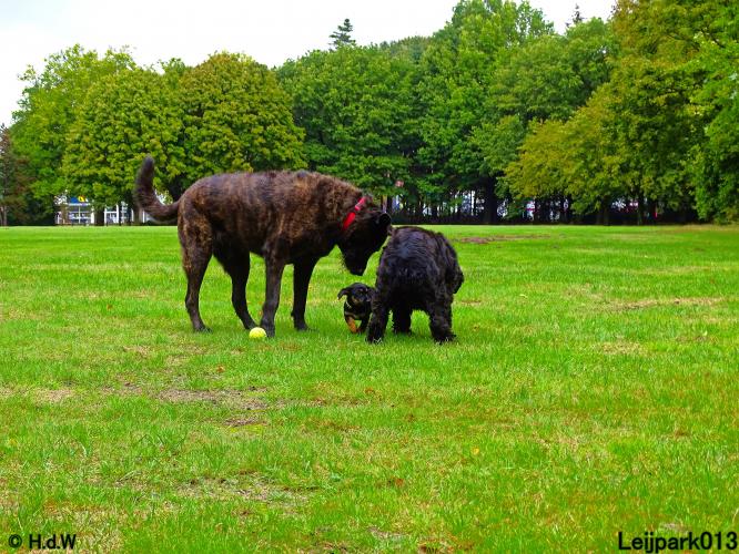 Leijpark013 Beestenboel 20 september 2022 