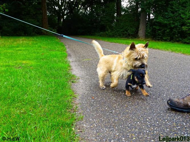 Leijpark013 Beestenboel 20 september 2022 