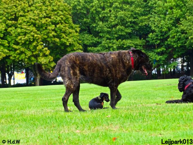 Leijpark013 Beestenboel 20 september 2022 