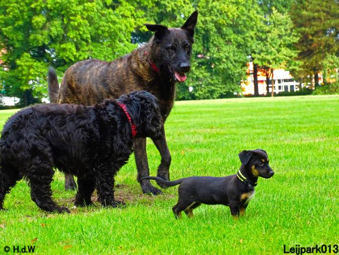Leijpark013 Beestenboel 20 september 2022 