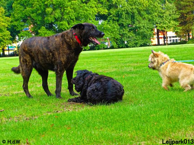 Leijpark013 Beestenboel 20 september 2022 