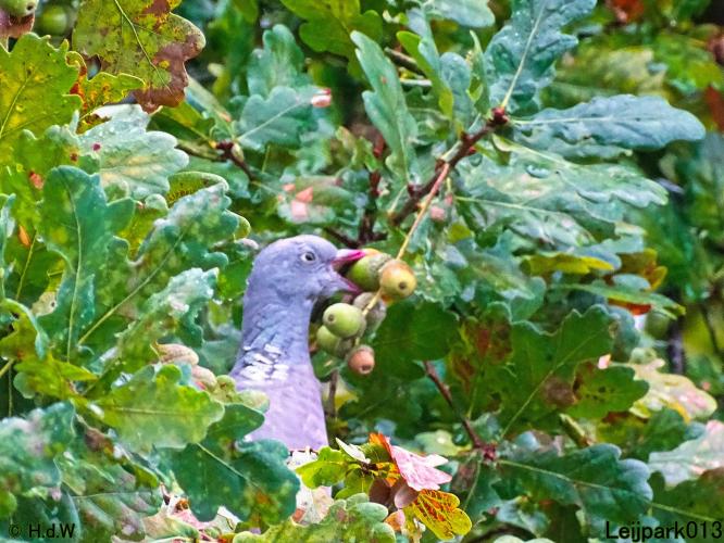 Leijpark013 20 &amp; 21 &amp; 22 &amp; 23 september 2022