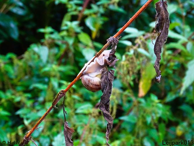 Leijpark013 20 &amp; 21 &amp; 22 &amp; 23 september 2022