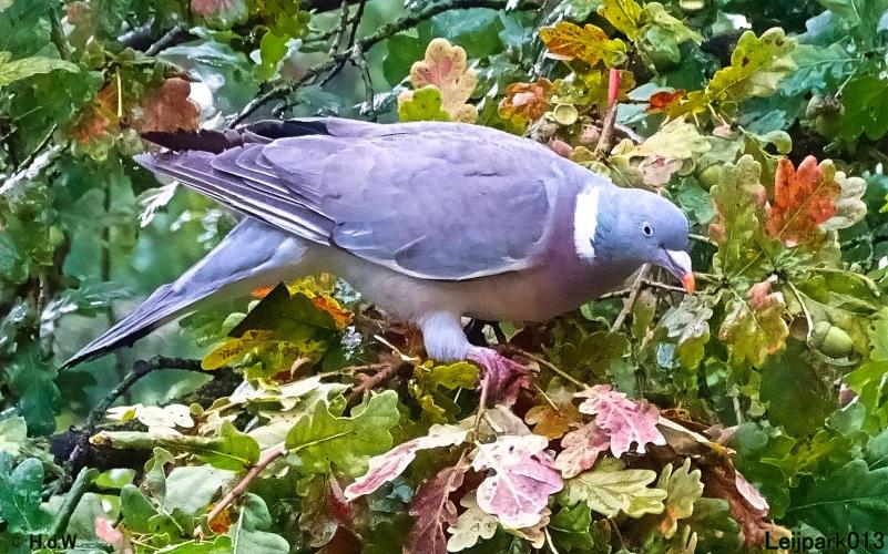 Leijpark013 20 &amp; 21 &amp; 22 &amp; 23 september 2022