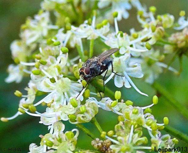 Leijpark013 20 &amp; 21 &amp; 22 &amp; 23 september 2022