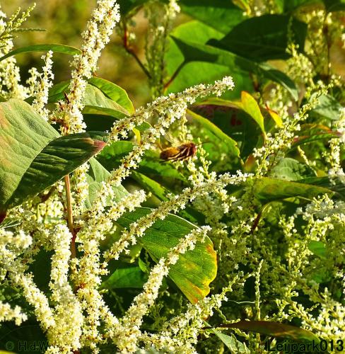 Leijpark013 20 &amp; 21 &amp; 22 &amp; 23 september 2022