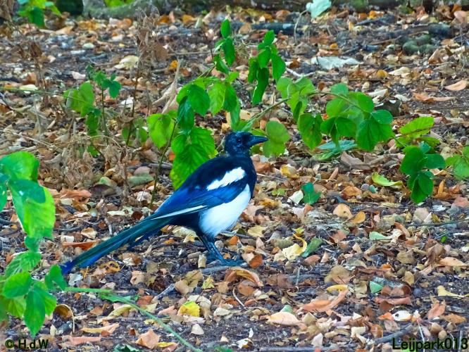 Leijpark013 20 &amp; 21 &amp; 22 &amp; 23 september 2022