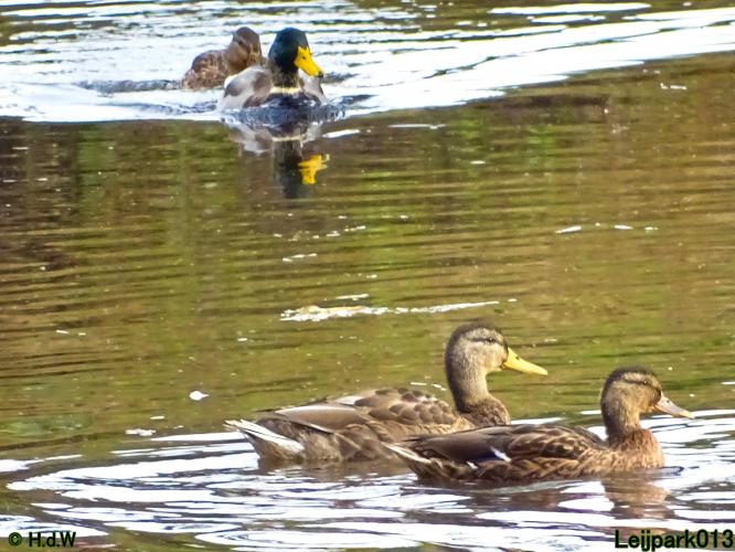 Leijpark013 20 &amp; 21 &amp; 22 &amp; 23 september 2022