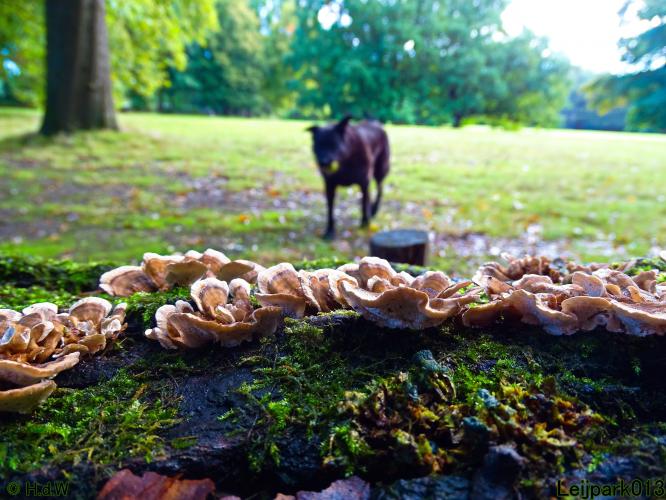 Leijpark013 20 &amp; 21 &amp; 22 &amp; 23 september 2022